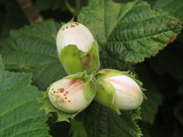 hazel / Corylus avellana: The fruit of _Corylus avellana_ is the hazelnut, each nut being cupped in an irregularly lobed bract.