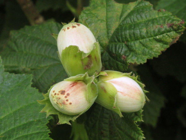 hazel / Corylus avellana