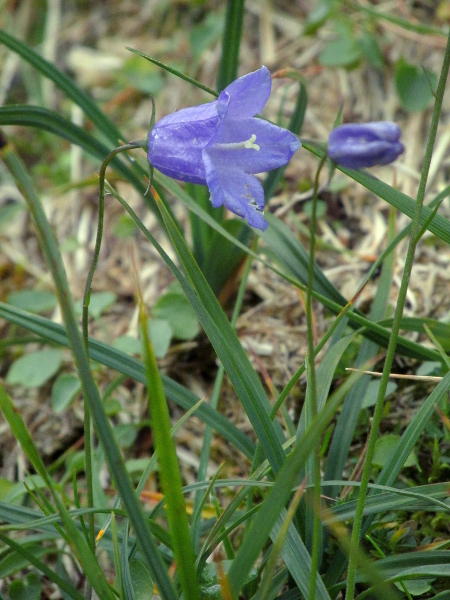 upland harebell / Campanula rotundifolia subsp. montana: _Campanula rotundifolia_ subsp. _montana_ is a hexaploid upland race, with broader, less pointed stem-leaves and fewer, larger flowers than the lowland _Campanula rotundifolia_ subsp. _rotundifolia_.