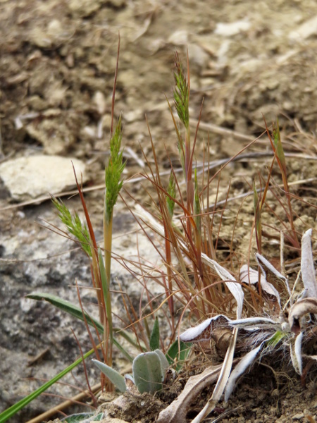 nit-grass / Gastridium ventricosum: _Gastridium ventricosum_ is a rare grass of sun-baked calcareous soils, mostly on steep south-facing slopes, in southern England and a few sites in South Wales.