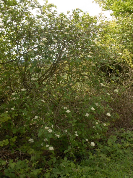 wayfaring tree / Viburnum lantana: _Viburnum lantana_ grows naturally in base-rich woodland and scrub in southern England and South Wales, and is grown in gardens elsewhere.