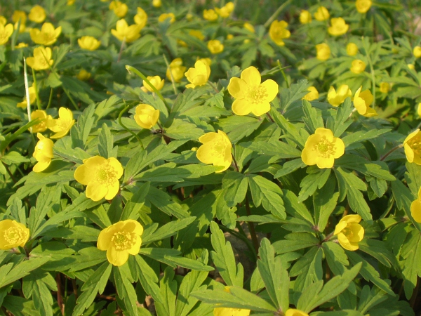 yellow anemone / Anemone ranunculoides: Its yellow flowers distinguish _Anemone ranunculoides_ from other _Anemone_ species in the area.