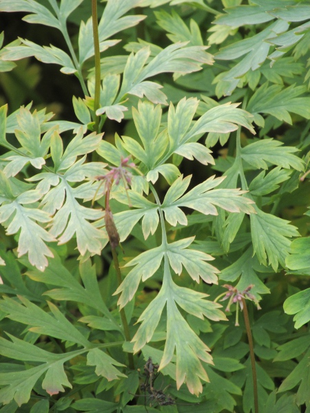 bleeding heart / Dicentra formosa