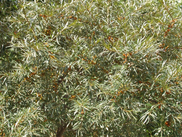 sea buckthorn / Hippophae rhamnoides: _Hippophae rhamnoides_ is a shrub or small tree that grows around the coasts of the British Isles and is native to at least some parts of that range.