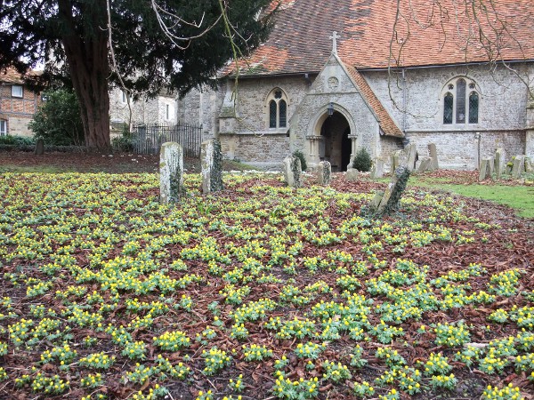 winter aconite / Eranthis hyemalis: It can form attractive carpets of flowers.