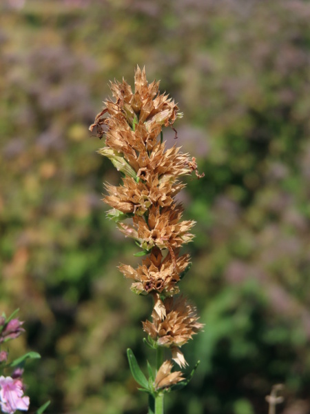 hyssop / Hyssopus officinalis: The fruit of _Hyssopus officinalis_ forms within the calyx, which becomes dry and papery; the calyx has 5 equal teeth.