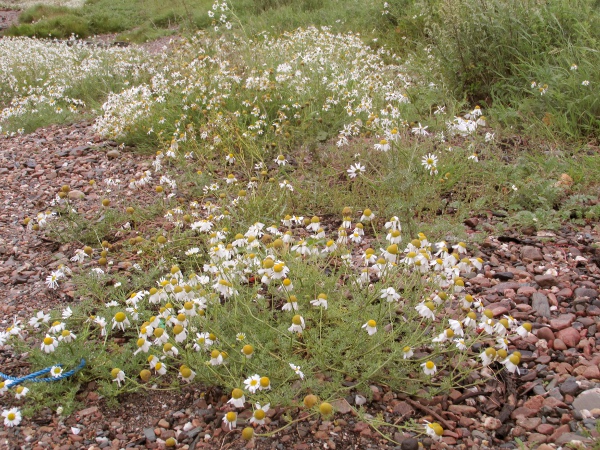 sea mayweed / Tripleurospermum maritimum