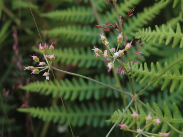 bladderseed / Physospermum cornubiense: When the petals have dropped, the persistent sepals are more obvious; the whole fruit becomes inflated, giving the plants its English name.