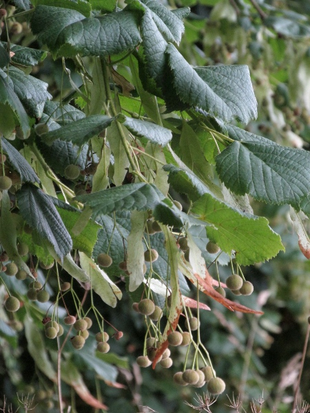 large-leaved lime / Tilia platyphyllos: The fruit of _Tilia platyphyllos_ are distinctly ribbed.