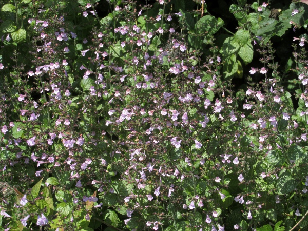 wood calamint / Clinopodium menthifolium: _Clinopodium menthifolium_ is only found along one lane on the Isle of Wight.