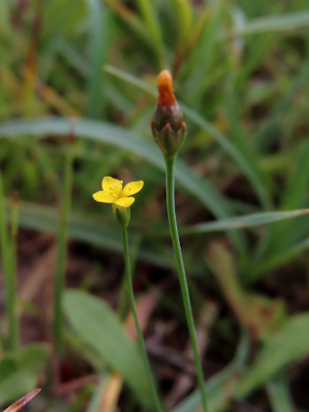 yellow centaury / Cicendia filiformis: _Cicendia filiformis_ is a tiny annual with a 4-parted yellow flower on a simple, narrow stalk; it grows in south-western Ireland, south-west Wales, south-west England, the Purbeck heaths and the New Forest.