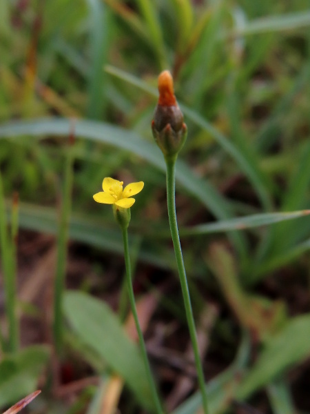 yellow centaury / Cicendia filiformis