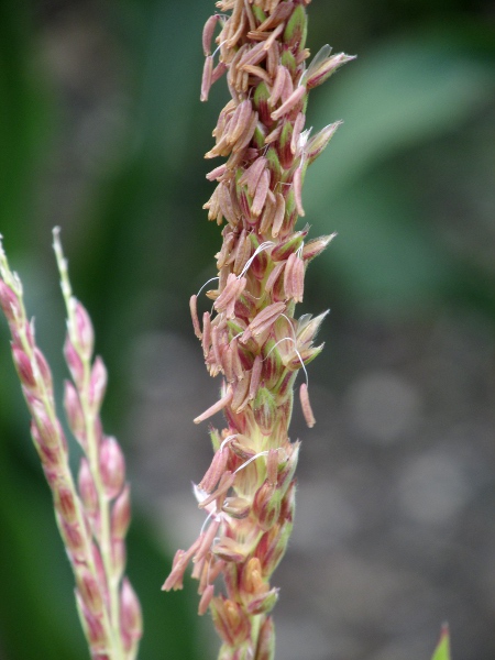 maize / Zea mays: Male inflorescence