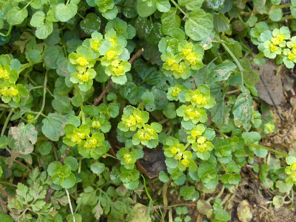 opposite-leaved golden saxifrage / Chrysosplenium oppositifolium: _Chrysosplenium oppositifolium_ is the more widespread of our two golden-saxifrages, found across the British Isles in damp woodland and along streams.