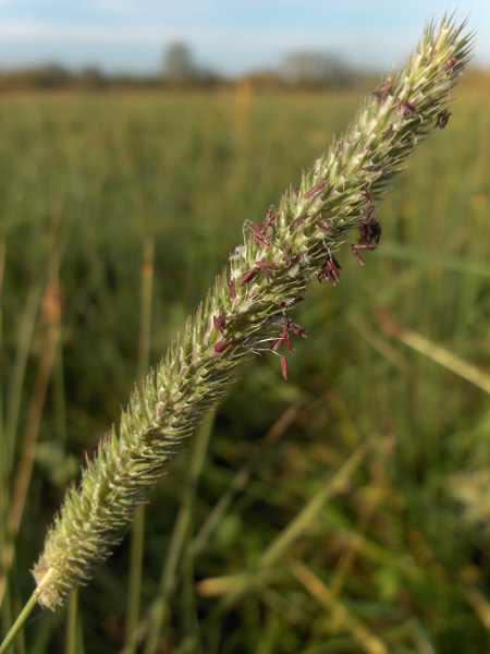 timothy / Phleum pratense: Inflorescence