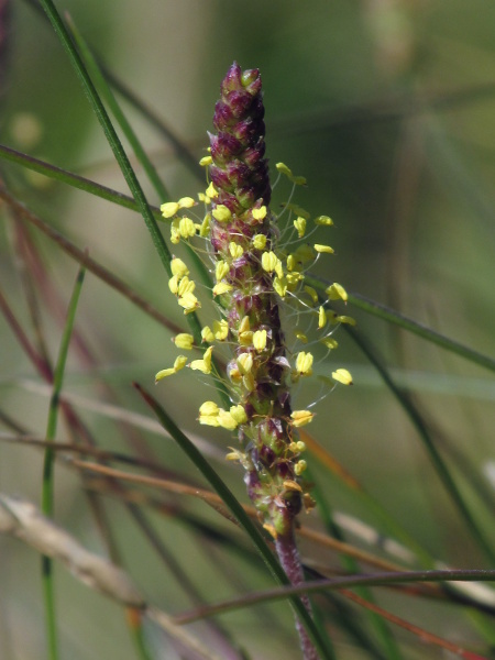 sea plantain / Plantago maritima: The membranous corolla-lobes of _Plantago maritima_ have a brown midrib; the anthers are yellow.