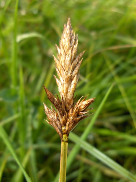 brown sedge / Carex disticha: _Carex disticha_ differs from _Carex arenaria_ in that the terminal spike is at least partly female and the leaf-sheath is only membranous at the apex