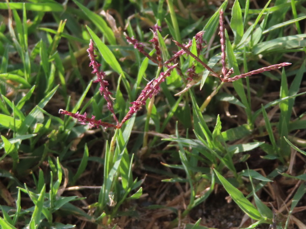 Bermuda grass / Cynodon dactylon: _Cynodon dactylon_ is a species of finger-grass native to parts of western Cornwall, but sometimes encountered elsewhere in England and Wales.