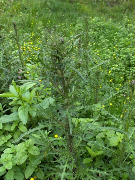 marsh thistle / Cirsium palustre: _Cirsium palustre_ grows in various wet habitats across the British Isles.
