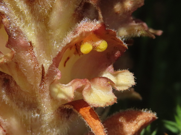 greater broomrape / Orobanche rapum-genistae: The corolla of _Orobanche rapum-genistae_ has glandular hairs along its lower margin, and the stigma-lobes are initially bright yellow.