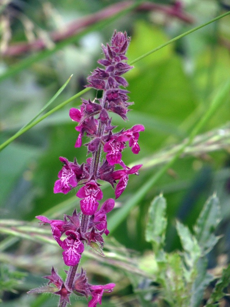 hedge woundwort / Stachys sylvatica