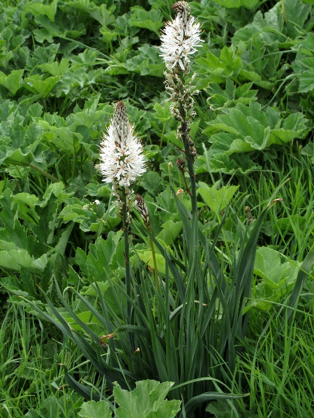 white asphodel / Asphodelus albus: _Asphodelus albus_ is native to France, Spain and Italy.