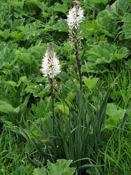 white asphodel / Asphodelus albus