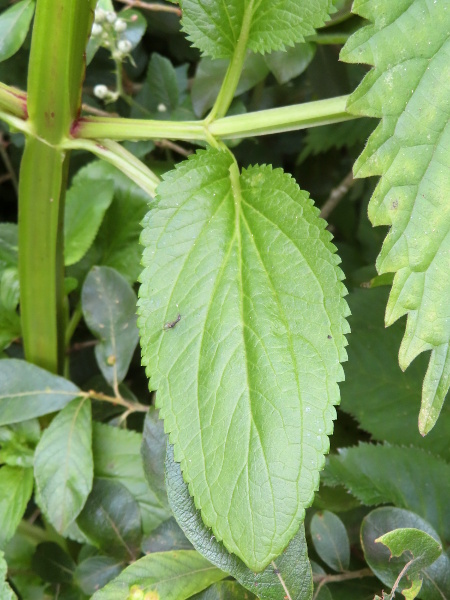 green figwort / Scrophularia umbrosa