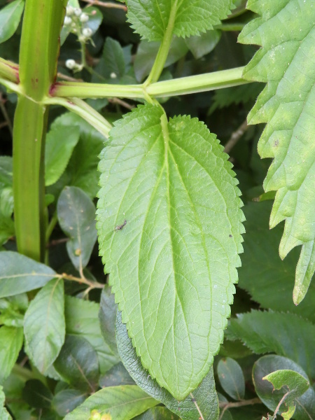 green figwort / Scrophularia umbrosa: The stems of _Scrophularia umbrosa_ have even broader wings than _Scrophularia auriculata_, but the leaves are serrate, not crenate, and at least the lower ones are cuneate.
