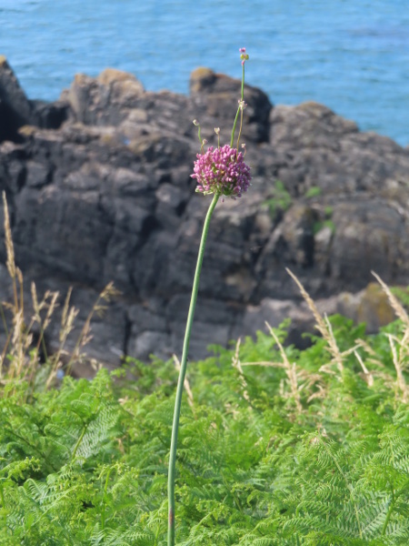 wild leek / Allium ampeloprasum: _Allium ampeloprasum_ is a tall (up to 2 m) herb found mostly near the coasts of south-west England, south-east Ireland and central western Ireland.