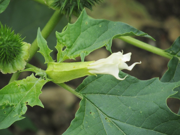 thorn-apple / Datura stramonium: The flowers of _Datura stramonium_ are tubular but flaring outwards like a trumpet, and 5–10 cm long.