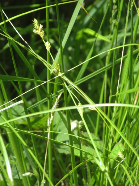 grey sedge / Carex divulsa: In _Carex divulsa_ subsp. _divulsa_, the more widespread subspecies, the lowest spikes are widely spaced and the ripe fruit remain appressed to the spikelet axis.