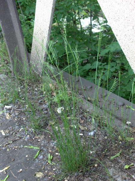 rat’s-tail fescue / Vulpia myuros: Habitus