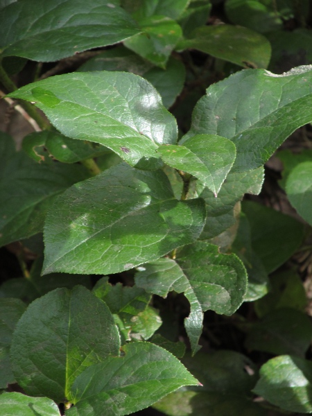 shallon / Gaultheria shallon: _Gaultheria shallon_ has large leaves with small serrations along their edges.