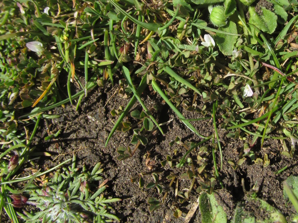 bird’s-foot clover / Trifolium ornithopodioides: _Trifolium ornithopodioides_ is a predominantly coastal low-growing plant of summer-parched soils.