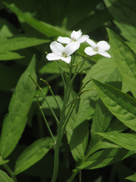 pinnate coralroot / Cardamine heptaphylla: The flowers of _Cardamine heptaphylla_ have large, white petals.