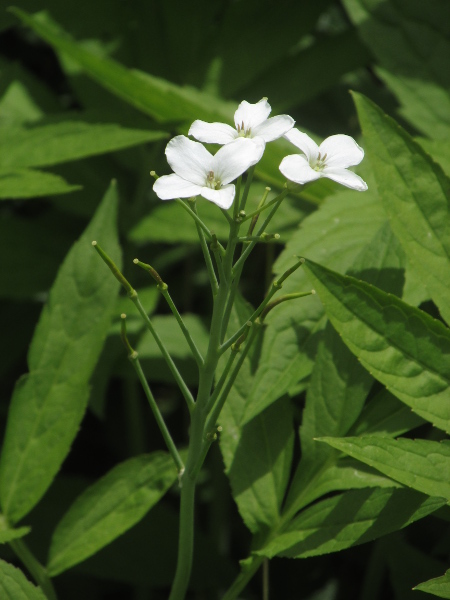 pinnate coralroot / Cardamine heptaphylla