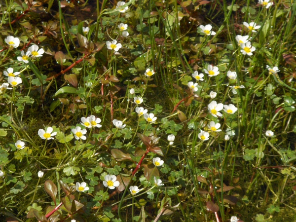 common water-crowfoot / Ranunculus aquatilis