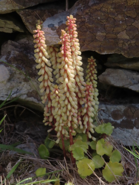 navelwort / Umbilicus rupestris: _Umbilicus rupestris_ has a south-westerly distribution in the British Isles, growing on rocks in relatively warm and wet areas; its peltate leaves give it its common name of ‘navelwort’.