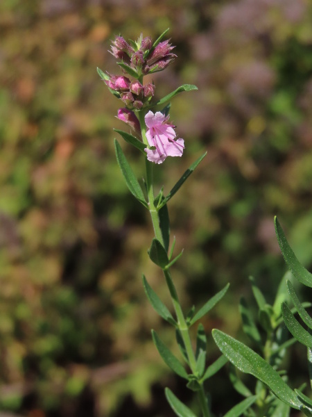 hyssop / Hyssopus officinalis