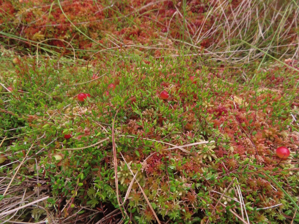 small cranberry / Vaccinium microcarpum: _Vaccinium microcarpum_ is a thin-stemmed trailing shrub of _Sphagnum_ mats in Scotland and maybe Northumberland.