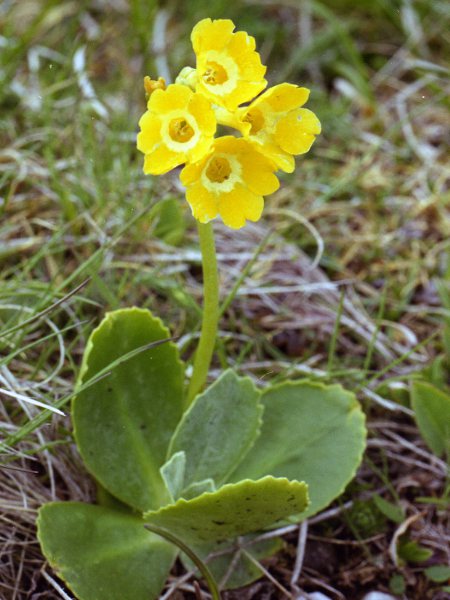 auricula / Primula auricula: _Primula auricula_ is native to the Alps and Carpathians.