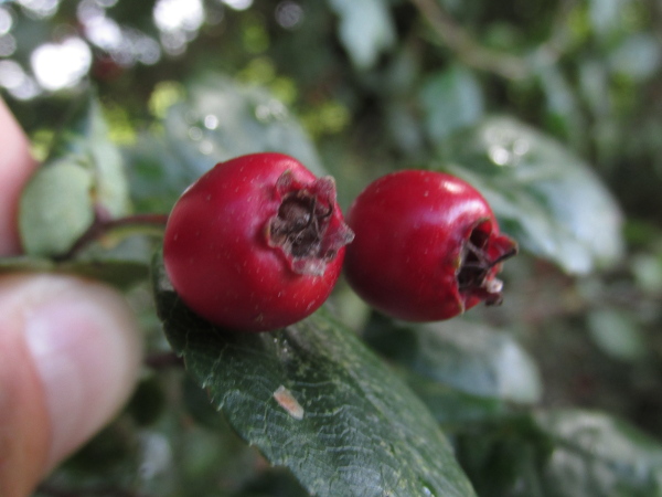 Midland hawthorn / Crataegus laevigata: The 2 stigmas can still be seen at the tip of the fruit.