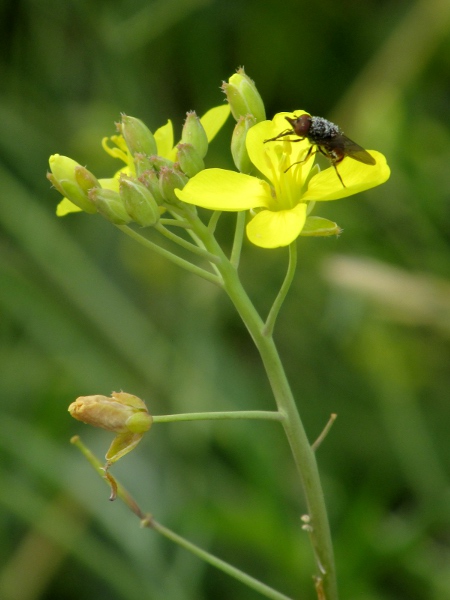 perennial wall-rocket / Diplotaxis tenuifolia: The fruits of _Diplotaxis tenuifolia_ are long and thin.