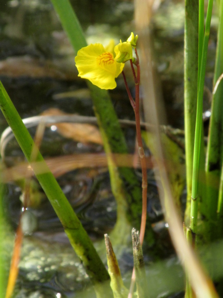 bladderwort / Utricularia australis