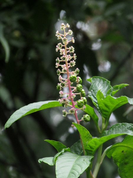 American pokeweed / Phytolacca americana: The carpels of _Phytolacca americana_ are largely fused, and form an eventually smooth, round, black fruit.