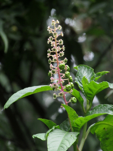 American pokeweed / Phytolacca americana