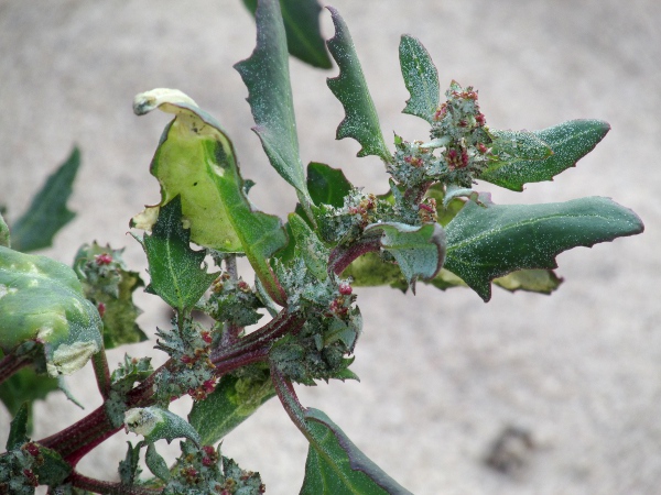 spear-leaved orache / Atriplex prostrata: _Atriplex prostrata_ has toothed, truncate-based leaves and sessile bracteoles that hinge almost to the base.