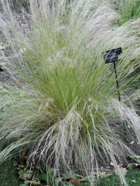 Argentina needle-grass / Nassella tenuissima: Habitus