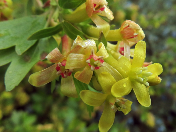 buffalo currant / Ribes odoratum: The flowers of _Ribes odoratum_ are distinctively bright yellow.